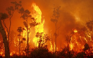 Australian Bushfire Appeals - information on claiming the donations with your tax return